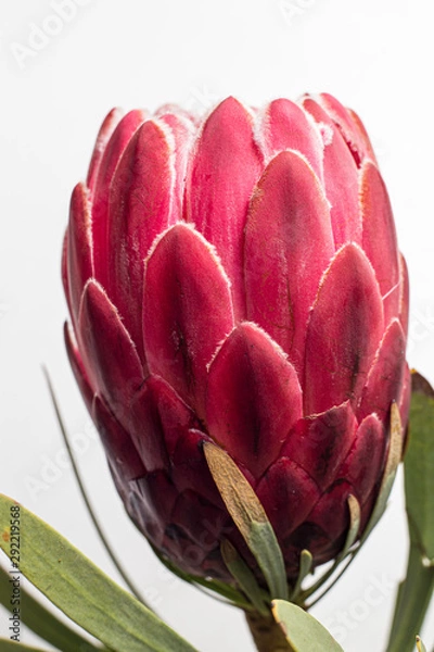 Obraz giant protea