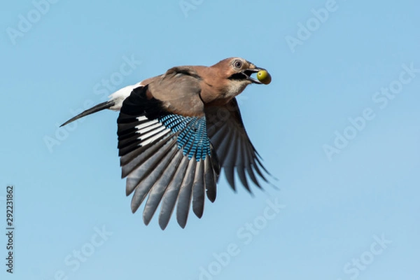 Obraz Eurasian jay in the sky,Sweden