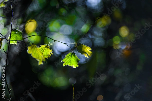 Fototapeta Green Leaf On Branches Refuse To Change Color During Fall Season In The Pacific Northwest Forest, Washington, United States