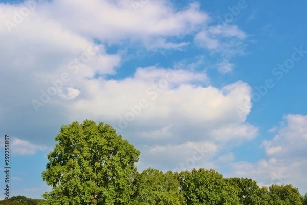 Fototapeta 風景　空　緑　秋　杤木　日本