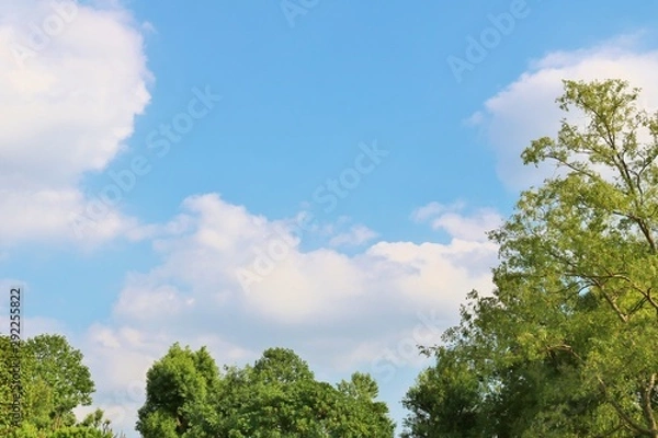 Fototapeta 風景　空　緑　秋　杤木　日本