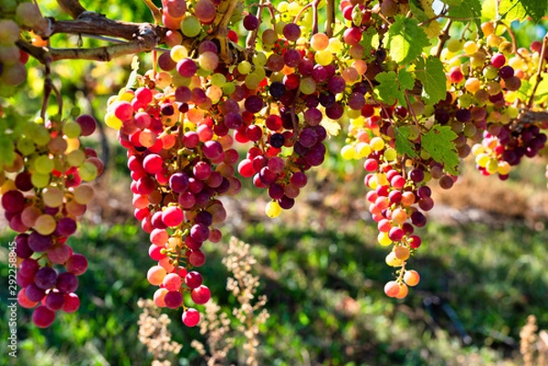 Obraz Grapes for Wine