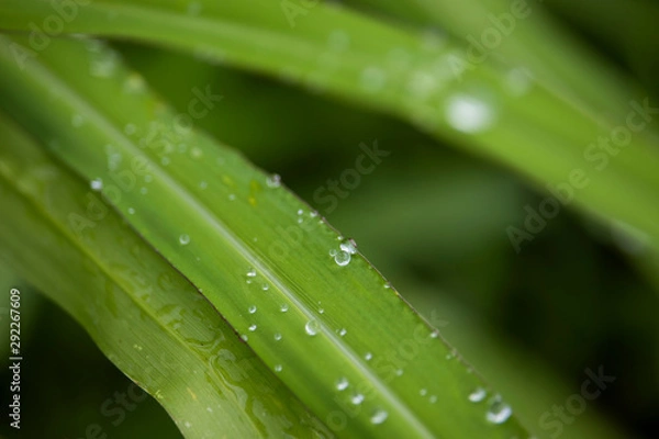 Fototapeta Scenery of leaves with dew after rain and nature images