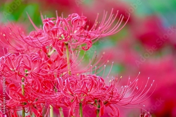 Obraz 彼岸花アップ