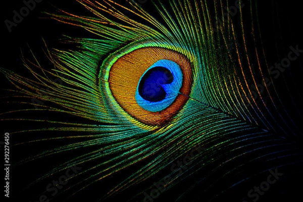 Obraz peacock feather on black background