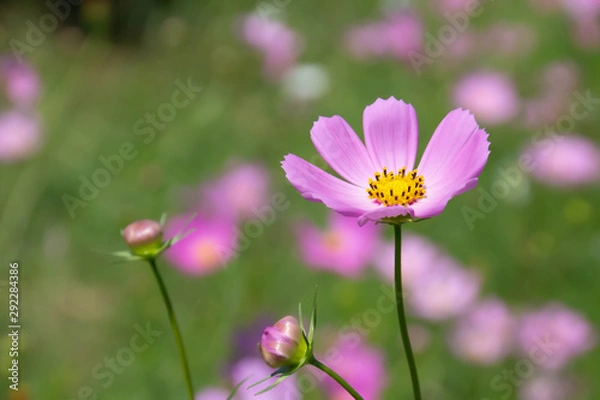 Fototapeta コスモスの花のクローズアップ