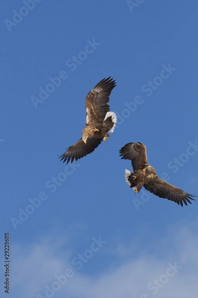Obraz Eagles Fighting In Mid Air