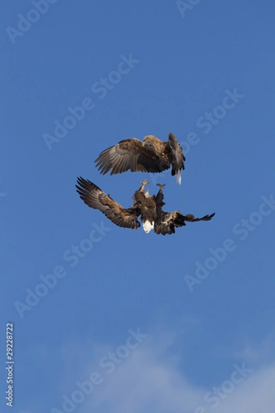 Obraz Eagles Fighting In Mid Air