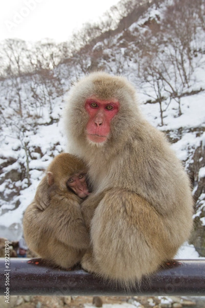 Obraz Snow Monkeys At Hot Spring