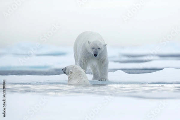 Fototapeta Polar bears with killed seal. Two white bear feeding on drift ice with snow, Svalbard, Norway. Bloody nature with big animals. Dangerous bear with kill carcass. Arctic wildlife, animal food behaviour.