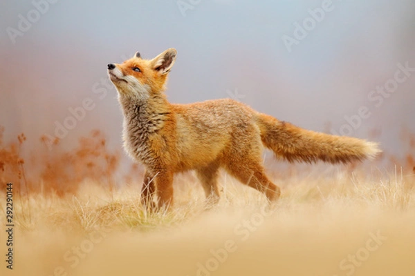 Obraz Polowanie na lisa rudego, Vulpes vulpes, scena dzikiej przyrody z Europy. Pomarańczowe futro zwierzęcia w środowisku naturalnym. Lis na zielonej leśnej łące.