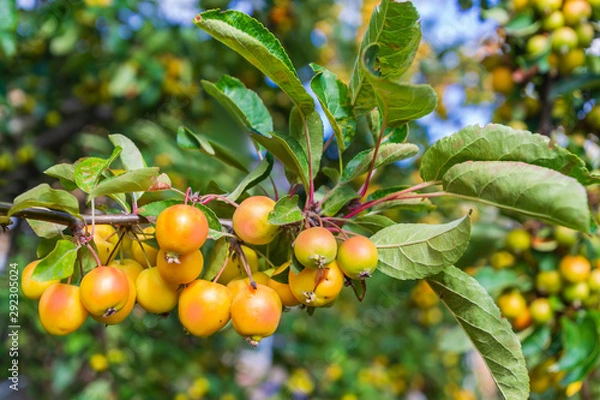 Fototapeta The branch of Malus baccata or Siberian crab apple tree with tiny red and orange cherry apples