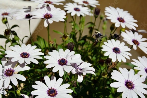Obraz hermosas flores blancas con el centro de color violeta