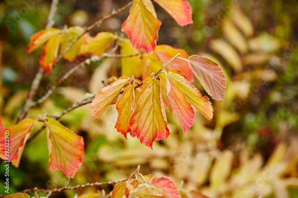 Fototapeta Witch Hazel