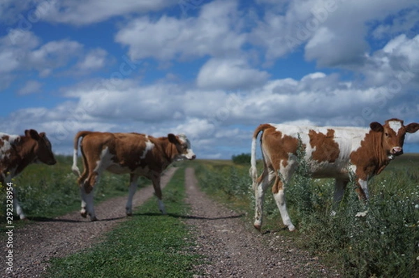 Obraz two cows cross the road in the village