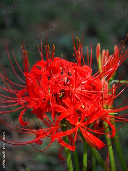 Fototapeta 赤い彼岸花