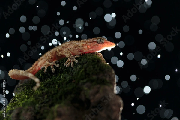 Fototapeta Gecko 0002