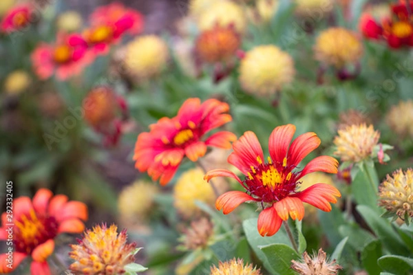 Fototapeta ガイラルディア