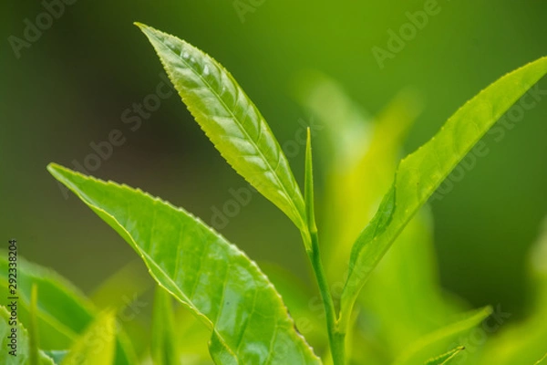 Obraz Close Up Green Tea Leaves 