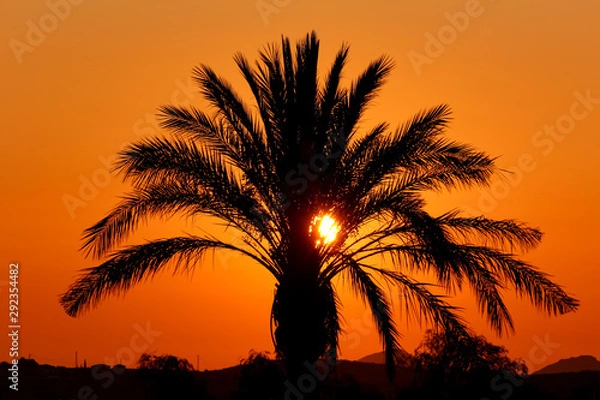 Obraz Palm Tree Sunrise