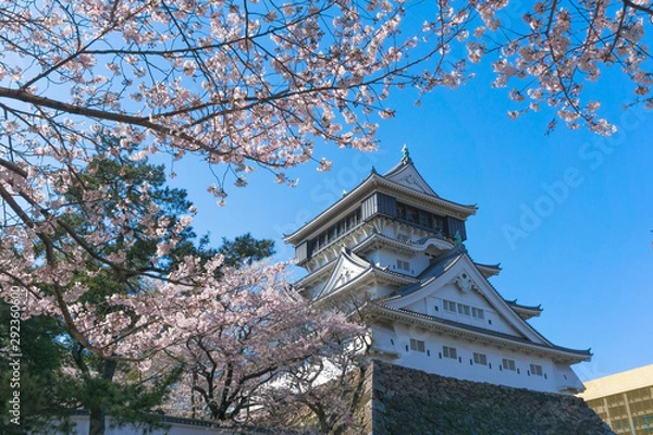 Obraz Kokura castle with sakura blooming