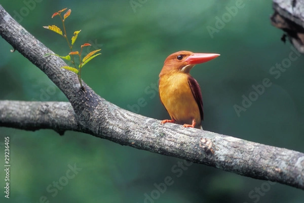 Obraz アカショウビン