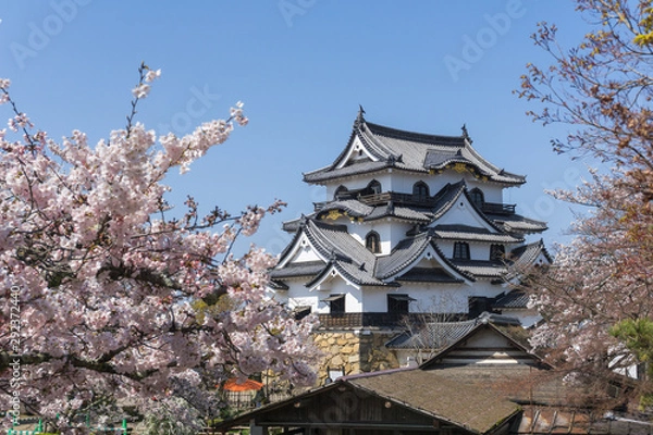 Fototapeta Hikone castle with sakura blooming season