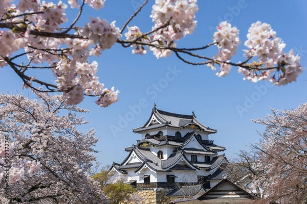 Obraz Hikone castle with sakura blooming season