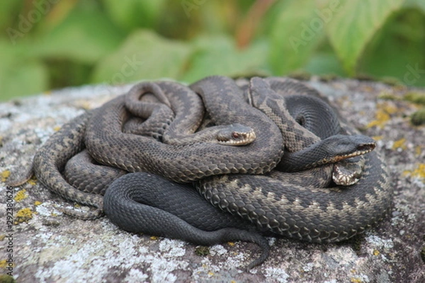 Obraz На тёплом камушке