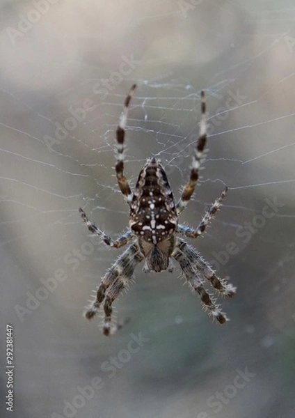 Fototapeta Spinne die in ihrem Netz sitzt