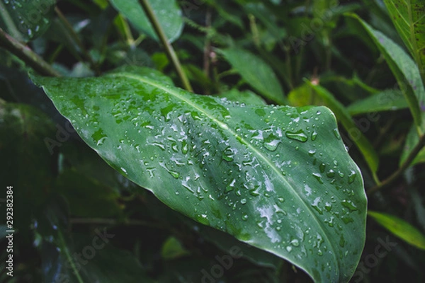 Fototapeta closeup of raindrops on top of green leaves in a forest