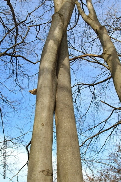 Obraz Two trunks that hug and kiss