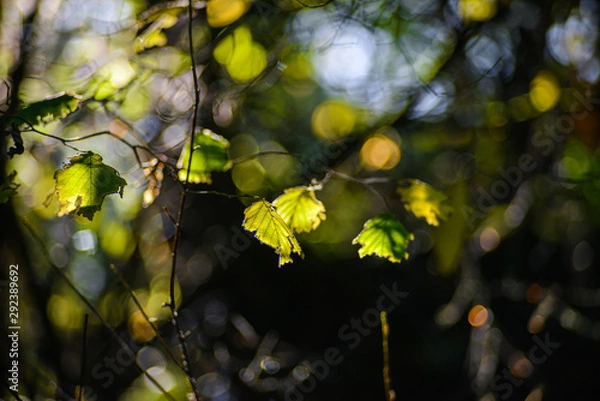 Fototapeta Autumn Sun Reflecting Off The Remaining Leaf On A Branches, Fall Foliage Scenery In The Pacific Northwest Forest, Washington, United States