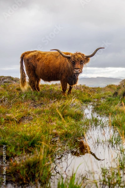 Obraz Scottish highland cows