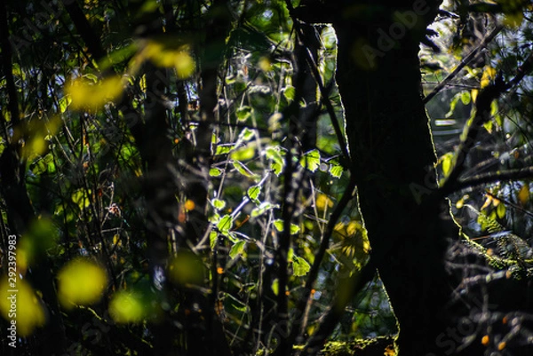 Fototapeta Green Lush Leaf In The Background Of The Pacific Northwest Forest With Darker Foreground Of Tree And Branches, Washington, United States