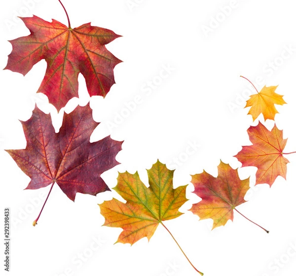 Obraz Autumn leaves isolated on white background.