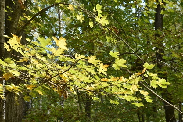Fototapeta autumn nature. Dried autumn leaves for background