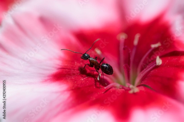 Obraz Extreme close up of ant standing in red and pink carnation flower center