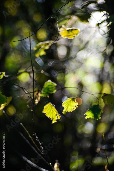 Fototapeta Autumn Sun from Behind Light Up The Autumn Leaf In The Pacific Northwest Forest Creating Hight Contrast Of Light And Dark, Washington, United States