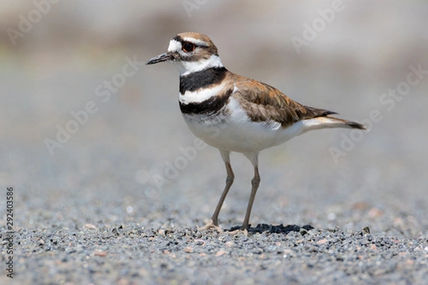 Obraz Killdeer bird extreme close up