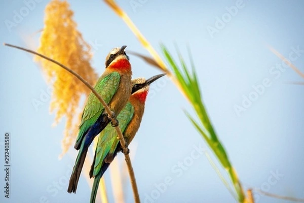 Obraz White-Fronted Bee-Eater at the Okavango River