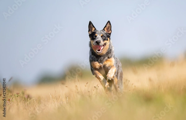 Obraz Portrait of a happy dog