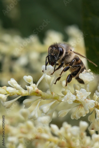 Fototapeta Macro of honey bee collects pollen on a white flower