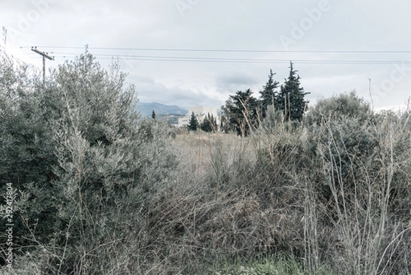 Obraz Walking in the woods.