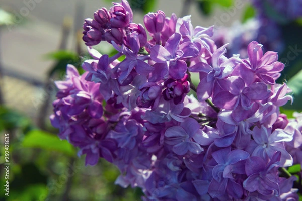 Obraz flowering branch of lilac terry variety (lat. Syringa vulgaris)