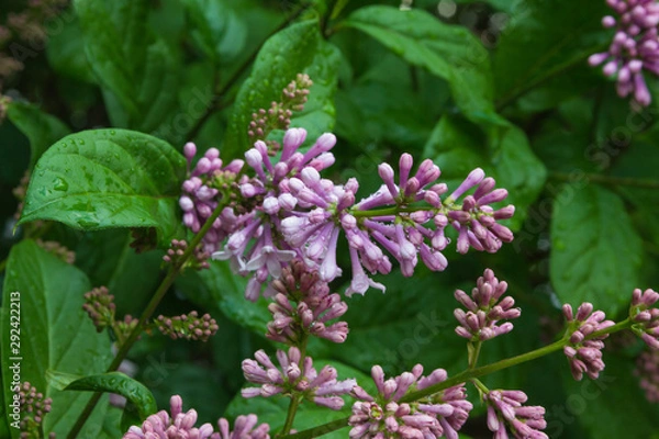Obraz Hungarian lilac (lat. Syringa josikaea)