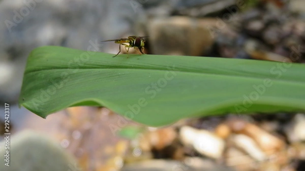 Obraz Exotic Yellow Fly