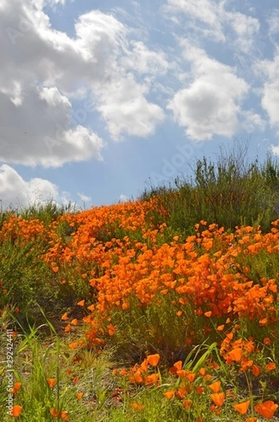 Obraz Poppy Fields-1