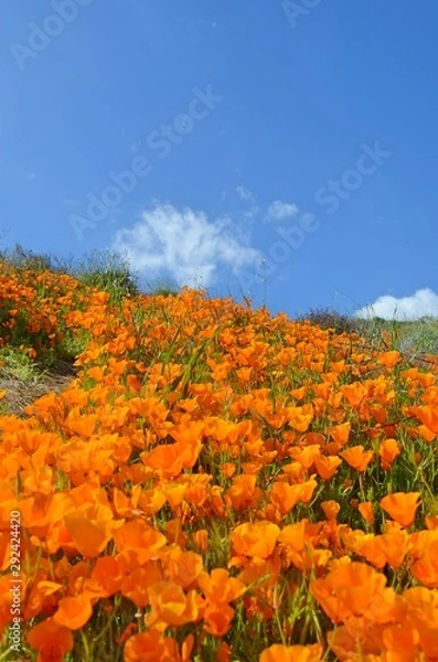 Obraz Poppy Fields-2