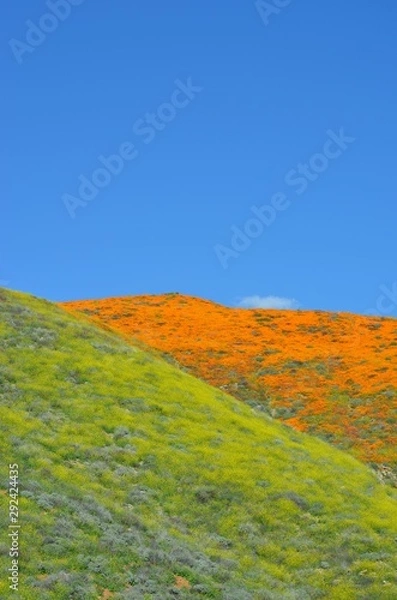 Obraz Poppy Fields-3